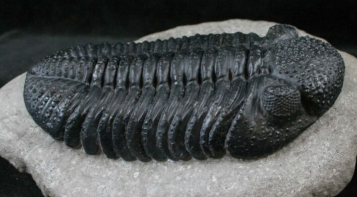 Beautiful, Gigantic Drotops Trilobite #13938